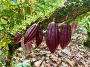 Mathieu Arthaud de la Fève au Chocolat COURNON D'AUVERGNE